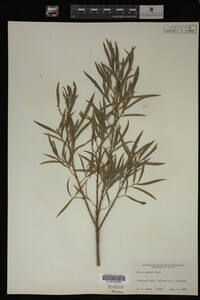 Salix exigua image