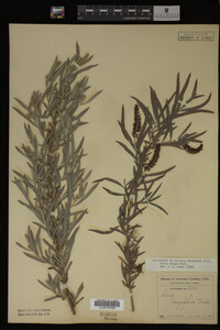 Salix exigua image