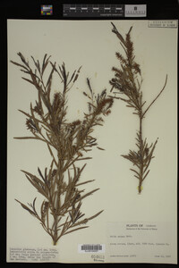 Salix exigua image