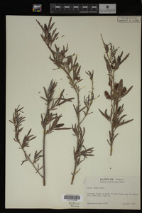 Salix exigua image