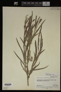 Salix exigua image