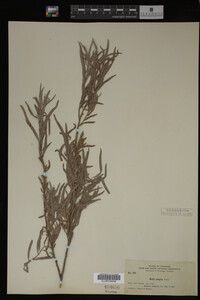 Salix exigua image