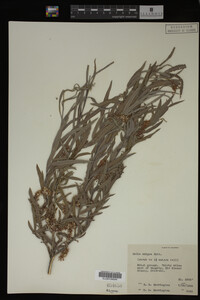 Salix exigua image