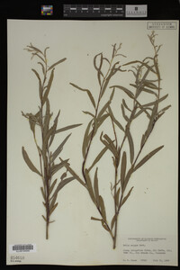 Salix exigua image