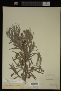 Salix exigua image