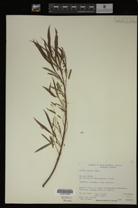 Salix exigua image