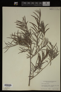Salix exigua image
