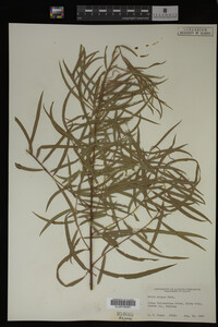 Salix exigua image