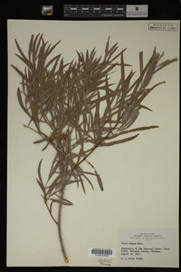 Salix exigua image