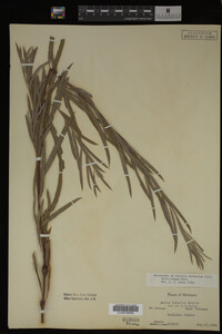 Salix exigua image