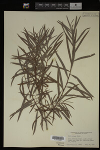 Salix exigua image