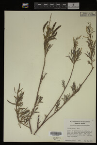 Salix exigua image