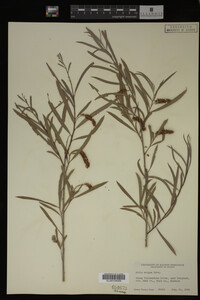 Salix exigua image
