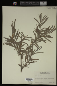Salix exigua image