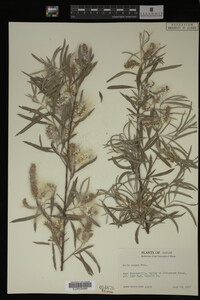 Salix exigua image
