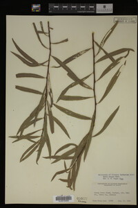 Salix exigua image