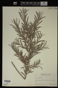 Salix exigua image
