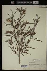 Salix exigua image