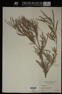 Salix exigua image