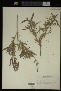 Salix exigua image