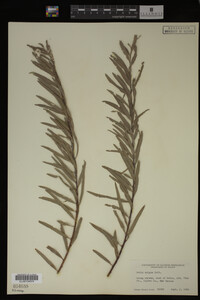 Salix exigua image