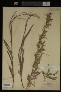Salix exigua image