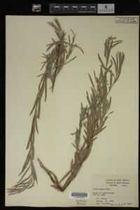Salix exigua image