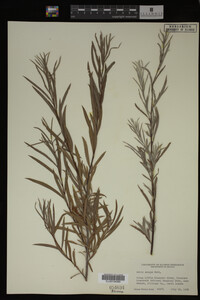 Salix exigua image