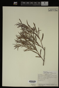 Salix exigua image