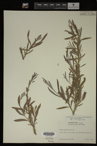 Salix exigua image