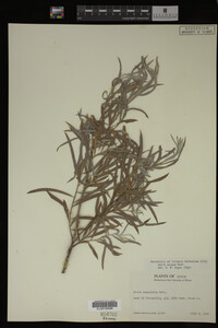 Salix exigua image