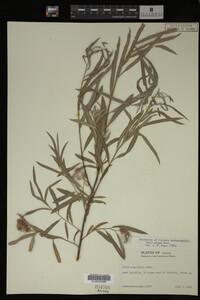 Salix exigua image