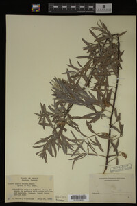 Image Associated With the Occurrence