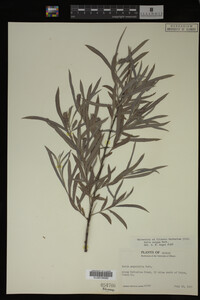 Salix exigua image