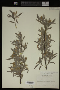 Salix exigua image