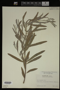 Salix exigua image