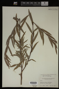 Salix exigua image