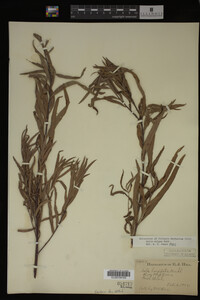 Salix exigua image