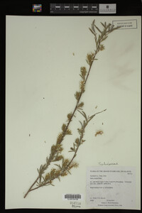 Salix exigua image