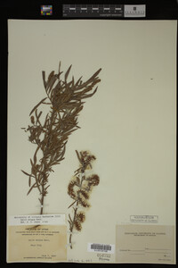 Salix exigua image