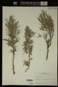 Salix exigua image
