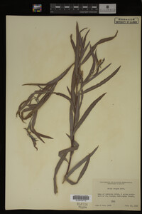 Salix exigua image