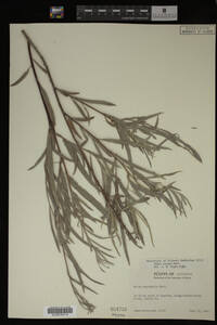 Salix exigua image
