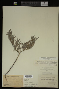 Salix exigua image