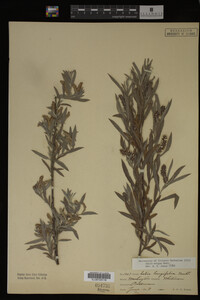 Salix exigua image