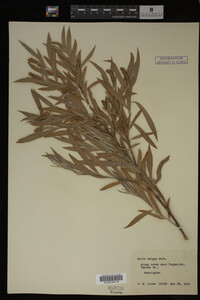 Image Associated With the Occurrence