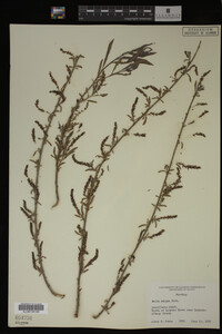 Salix exigua image