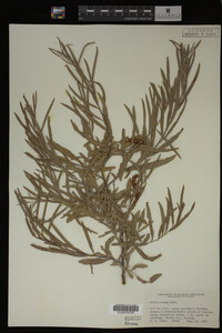 Salix exigua image
