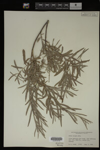 Salix exigua image