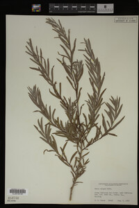 Salix exigua image